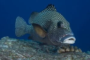 Images Dated 22nd April 2014: Harlequin Sweetlips -Plectorhinchus chaetodonoides-, Palau