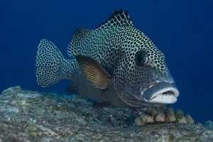 Palau Prints: Harlequin Sweetlips -Plectorhinchus chaetodonoides-, Palau