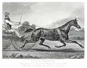 Horseback Riding Gallery: Harness racing horse engraving 1857