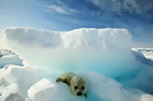 Baby Animal Prints: Harp seal (Phoca groenlandica) on iceberg