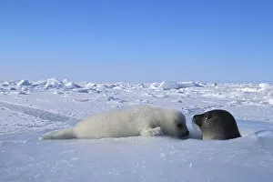 Harp seal (Phoca groenlandica) mother and cub