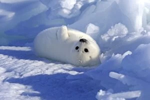 Marine Collection: Harp Seal or Saddleback Seal -Pagophilus groenlandicus, Phoca groenlandica- pup on pack ice