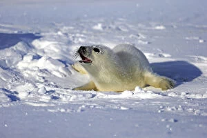Images Dated 3rd March 2014: Harp Seal or Saddleback Seal -Pagophilus groenlandicus, Phoca groenlandica-, pup on pack ice