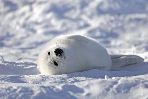 Images Dated 3rd March 2014: Harp Seal or Saddleback Seal -Pagophilus groenlandicus, Phoca groenlandica- pup on pack ice