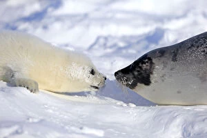 Images Dated 3rd March 2014: Harp Seal or Saddleback Seal -Pagophilus groenlandicus, Phoca groenlandica