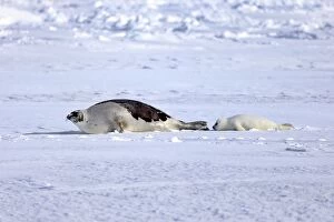 Images Dated 3rd March 2014: Harp Seal or Saddleback Seal -Pagophilus groenlandicus, Phoca groenlandica