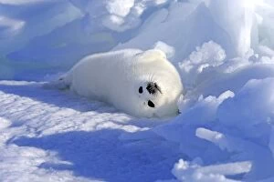 Images Dated 5th March 2014: Harp Seal or Saddleback Seal -Pagophilus groenlandicus, Phoca groenlandica- pup on pack ice