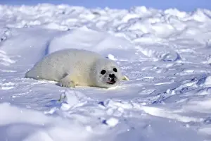 Seal Pup Prints: Harp Seal or Saddleback Seal -Pagophilus groenlandicus