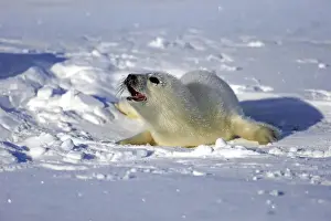 Harp Seal or Saddleback Seal -Pagophilus groenlandicus, Phoca groenlandica-, pup on pack ice, Magdalen Islands, Gulf of Saint Lawrence, Quebec, Canada
