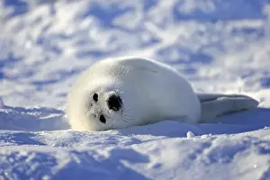 Seal Pup Prints: Harp Seal or Saddleback Seal -Pagophilus groenlandicus