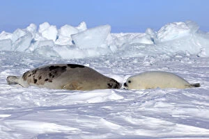 Images Dated 5th March 2014: Harp Seal or Saddleback Seal -Pagophilus groenlandicus, Phoca groenlandica
