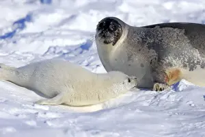 Earless Seal Prints: Harp Seal or Saddleback Seal -Pagophilus groenlandicus