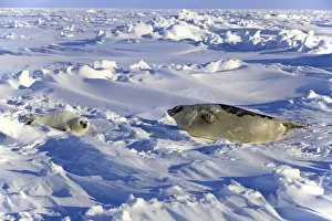 Seal Pup Prints: Harp Seal or Saddleback Seal -Pagophilus groenlandicus
