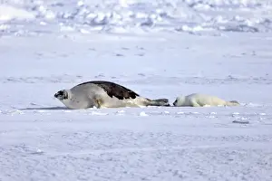 Phocidae Prints: Harp Seal or Saddleback Seal -Pagophilus groenlandicus
