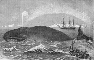 Violence Prints: Harpooning A Whale