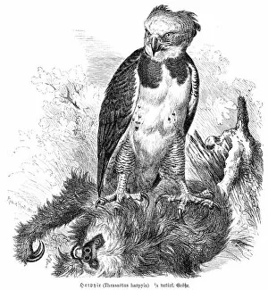 Images Dated 27th February 2017: Harpy eagle engraving 1892