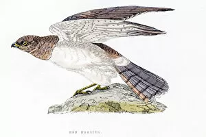 Hawk Bird Collection: Harrier bird 19 century illustration