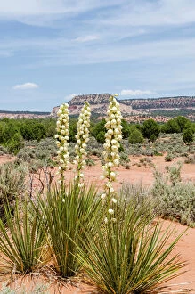 Growth Gallery: Harrimans yucca (Yucca harrimaniae), Coral Pink Sand Dunes State Park, Kanab, Utah, USA