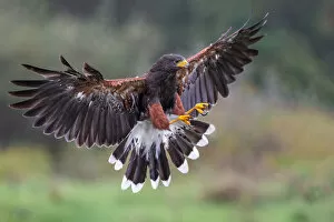 Images Dated 5th October 2013: Harris Hawk