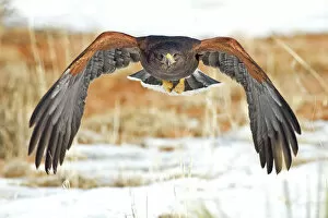 Hawk Bird Collection: Harris Hawk