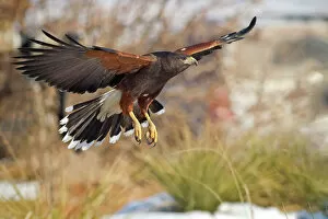 Images Dated 10th December 2011: Harris Hawk