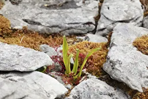 Polypodiopsida Prints: Hart s-tongue fern (Phyllitis scolopendrium), Burren, Clare, Ireland, Europe
