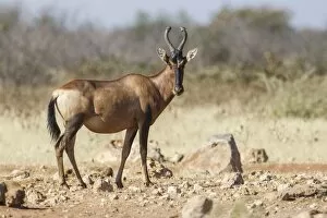 Images Dated 21st May 2012: Hartebeest -Alcelaphus buselaphus-, Etosha National Park, Namibia, Africa