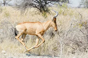 Hartebeest -Alcelaphus buselaphus-, running, Etosha National Park, Namibia