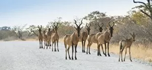 Hartebeests -Alcelaphus buselaphus-, herd, Etosha National Park, Namibia