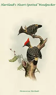 Feathers Prints: Hartland's Heart-Spotted Woodpecker
