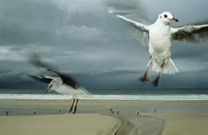Seagull Gallery: Hartlaubs gulls, Cape Town, South Africa
