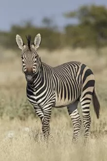 Images Dated 20th May 2012: Hartmanns Mountain zebra -Equus zebra hartmannae-, Etosha National Park, Namibia, Africa