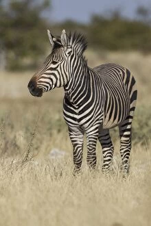 Odd Toed Ungulate Gallery: Hartmanns Mountain zebra -Equus zebra hartmannae-, Etosha National Park, Namibia, Africa