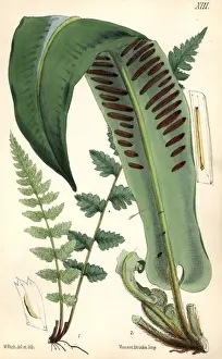 Harts-Tongue Fern