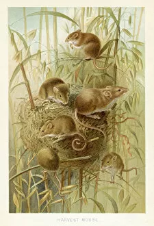 Images Dated 29th October 2018: Harvest mouse chromolithograph 1896