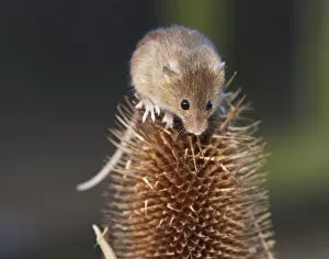 Images Dated 20th January 2015: Harvest mouse (Micromys minutus) climbing on teasel seedhead, captive