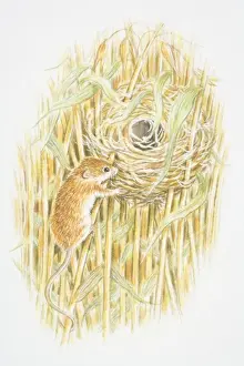 Nesting Prints: Harvest Mouse (Micromys minutus) climbing a stalk leading to a nest in the middle of a field