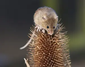 Harvest mouse (Micromys minutus) climbing on teasel seedhead, captive