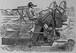 Rischgitz Collection Prints: Harvest Time