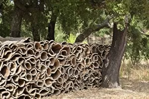 Faro Gallery: Harvested bark of cork oaks -Quercus suber-, Serra de Monchique, Algarve, Portugal, Europe