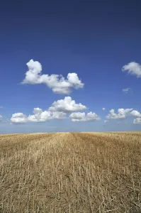 Rape Prints: Harvested field of canola -Brassica napus- with cloudy sky