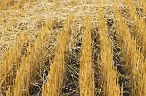 Images Dated 17th October 2011: Harvested grain field near Moscow, Highway 95, Idaho, USA