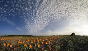 Images Dated 19th September 2009: Harvested pumpkins in a pumpkin field with fluffy clouds