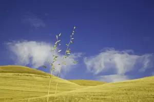 Wheat Prints: Harvested wheat field, Palouse Hills, WA