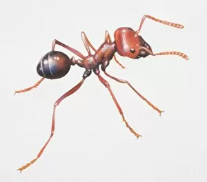 Images Dated 28th April 2006: Harvester ant, Messor sp. side view