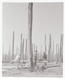 Long Beach Prints: Harvesters Cutting Eucalyptus Trees