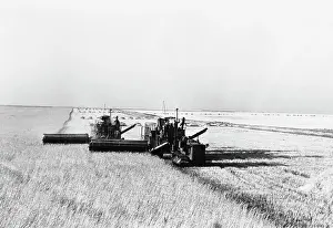 Wheat Prints: Harvesters in Wheat Field