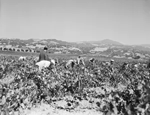 Harvester Prints: Harvesters Working in Vineyard, California
