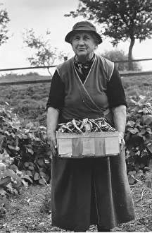 Vegetables Prints: Harvesting Beans