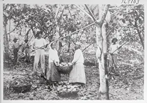 Harvesting Cocoa Pods